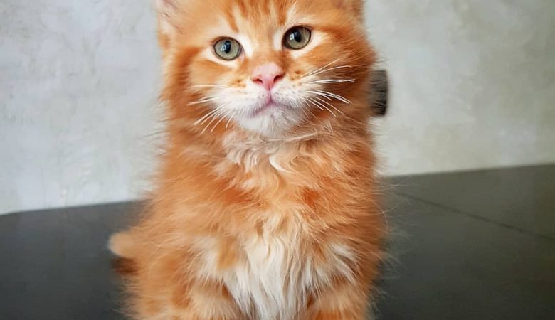 Buy Maine coon Australia